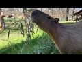 Capybara Eating Bamboo