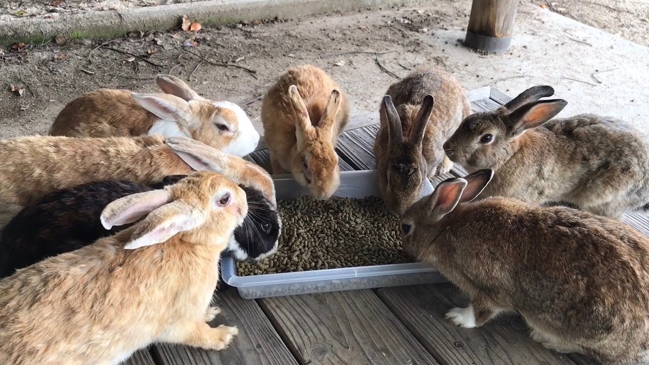 Cute rabbits are very happy with their treats - YouTube