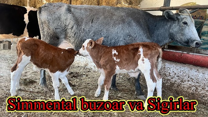 Busty qiz bilan juda ehtirosli jinsiy aloqa