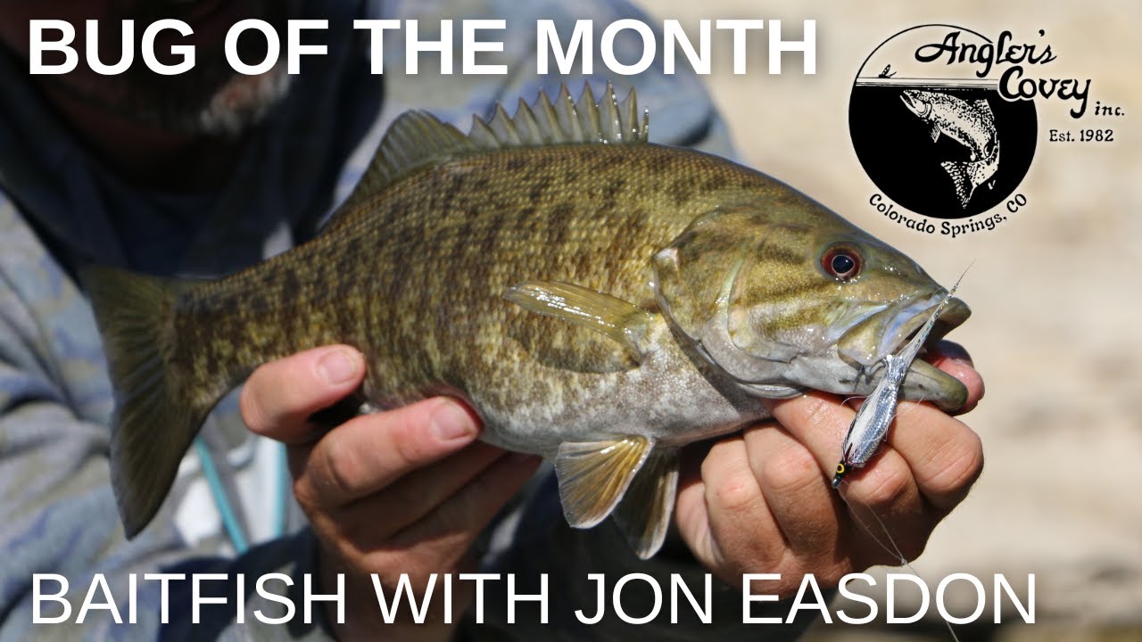Bug Of The Month – Baitfish With Jon Easdon #bassfishing