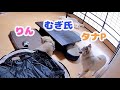 母猫に捨てられた子猫を先住犬と一緒にお留守番させてみたら・・・
