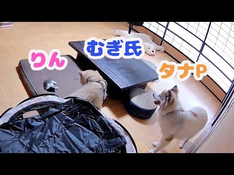 けい様　取り置き中　三毛猫ドラマー　流れ星流れるクローバー畑　Bathroom sddefault.jpg