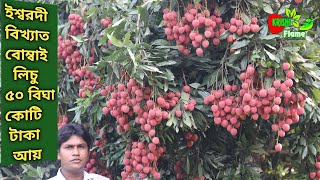 লিচু চাষ পদ্ধতি আয় ব্যয় বিঘা ৩ লক্ষ আয় করছে চাষী জসিম। ইশ্বরদী বিখ্যাত বোম্বাই লিচু Lychu farm