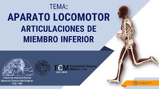 Aparato Locomotor  Articulaciones de Miembro Inferior