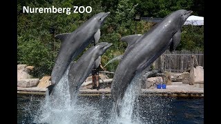 Зоопарк в Нюрнберге, Германии | ZOO a delfinárium Norimberk Německo