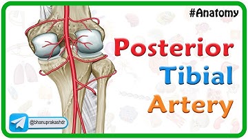 Posterior Tibial Artery Anatomy Animation | USMLE Step 1