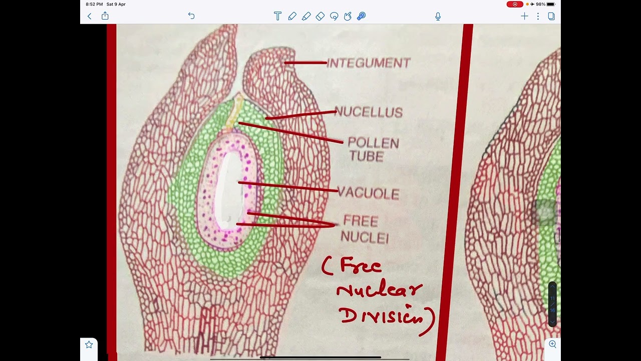 Development of female gametophyte in Pinus