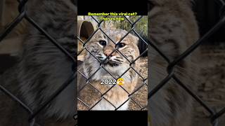 Then 💝 vs now 🕊️ Legendary memes #nostalgia #cat #legendarymemes