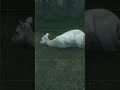 Albino Sika Deer COTW #cotw