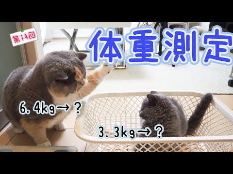 結果にコミット!ぶっちゃんのダイエット大作戦!|セルカークレックス|ブリティッシュショートヘア