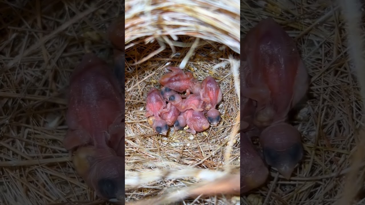 banglies finch chick's