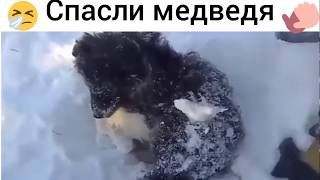 Спасли русского мишку