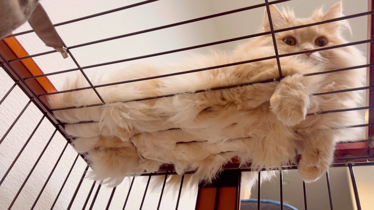 ケージの使い方、間違ってませんか…？猫の斬新すぎる過ごし方 - YouTube