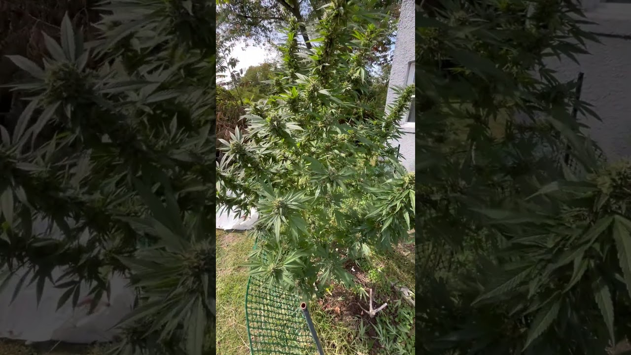 8 to 8.5 Week into Flower. Hybrid Strain. October 7 2025