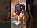 female calf 2 time cow