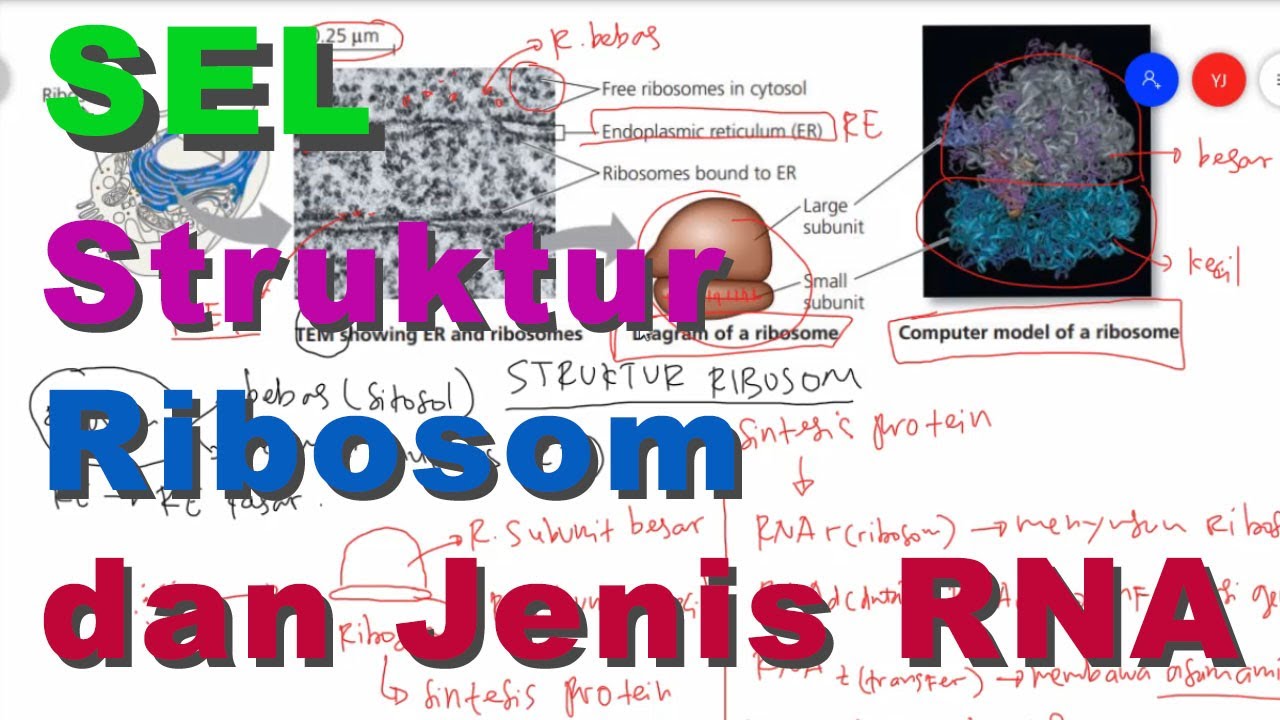 Struktur dan Fungsi  Ribosom  pada Sel  Eukariotik Sel  Hewan  