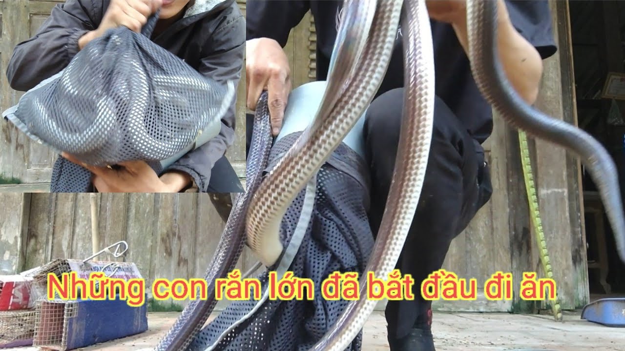 Những con rắn lớn bắt đầu đi ăn, Một ngày bình thường của ae săn bắt ...