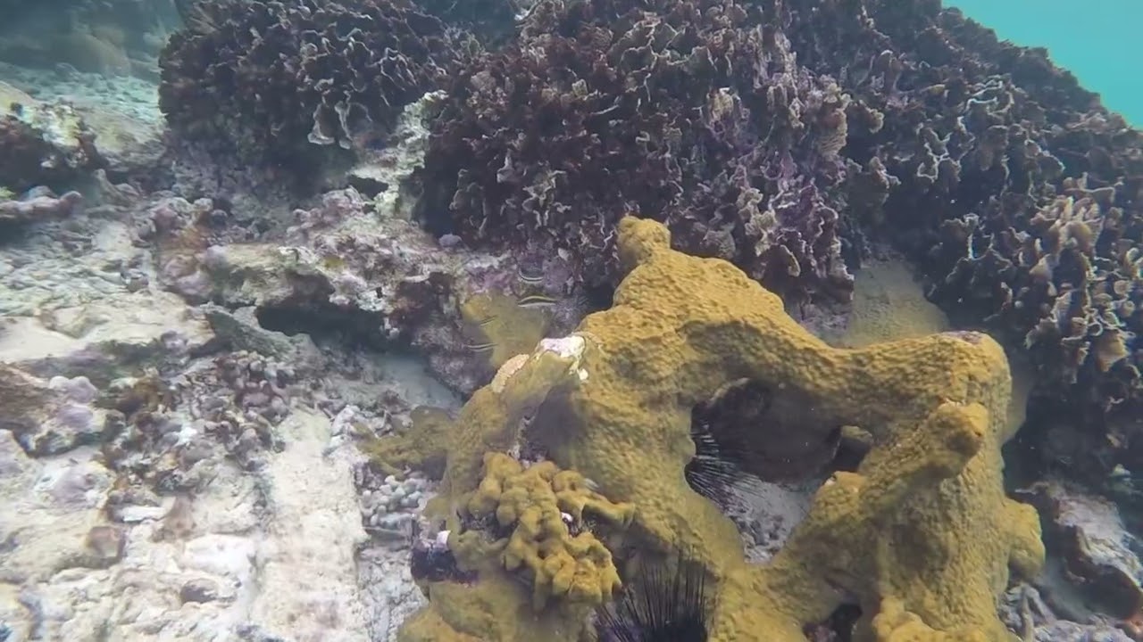 Bearded Fireworm - Aventuras Bay 12/29/23