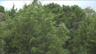 Wet and cold weather brews bad cedar allergies