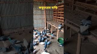 কবুতরের বাড়ি pigeonlover youtubeshorts কবুতরের_ভাইরাল_ভিডিও কবুতরের বাড়ি