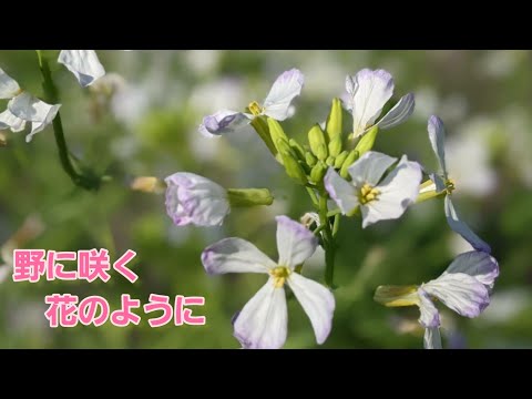 「野に咲く花のように」作曲：小林亜星／クラシックギター&オカリナのユニット夢街道