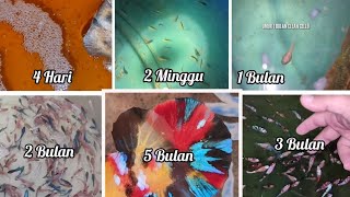 PERBANDINGAN UKURAN BURAYAK & PROSES MUTASI CUPANG MULTICOLOUR LENGKAP