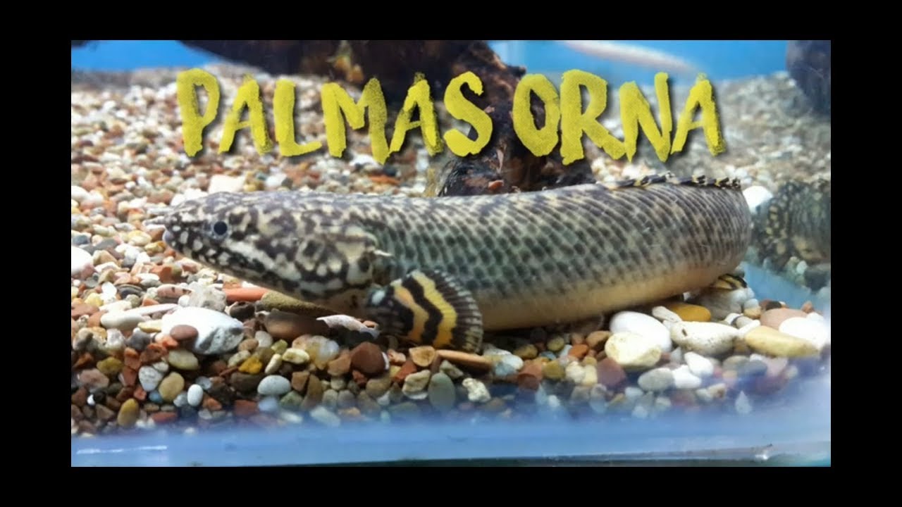 Ikan Predator Palmas orna YouTube
