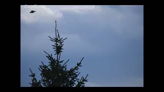 🌲☁️ Clouds Moving Through the Pines | Nature Timelapse
