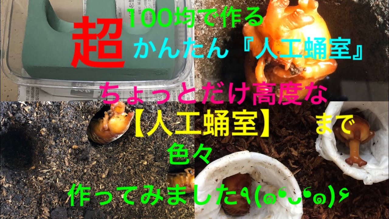 100円均で作れ簡単 ちょっとだけ高度な 人工蛹室 色々作ってみました Youtube