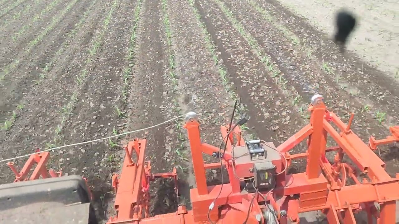 Spartanje kukuruza 2025