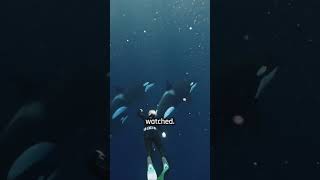 Orcas have been observed offering gifts to humans