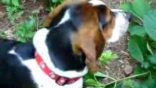 Benny Finds His Howl