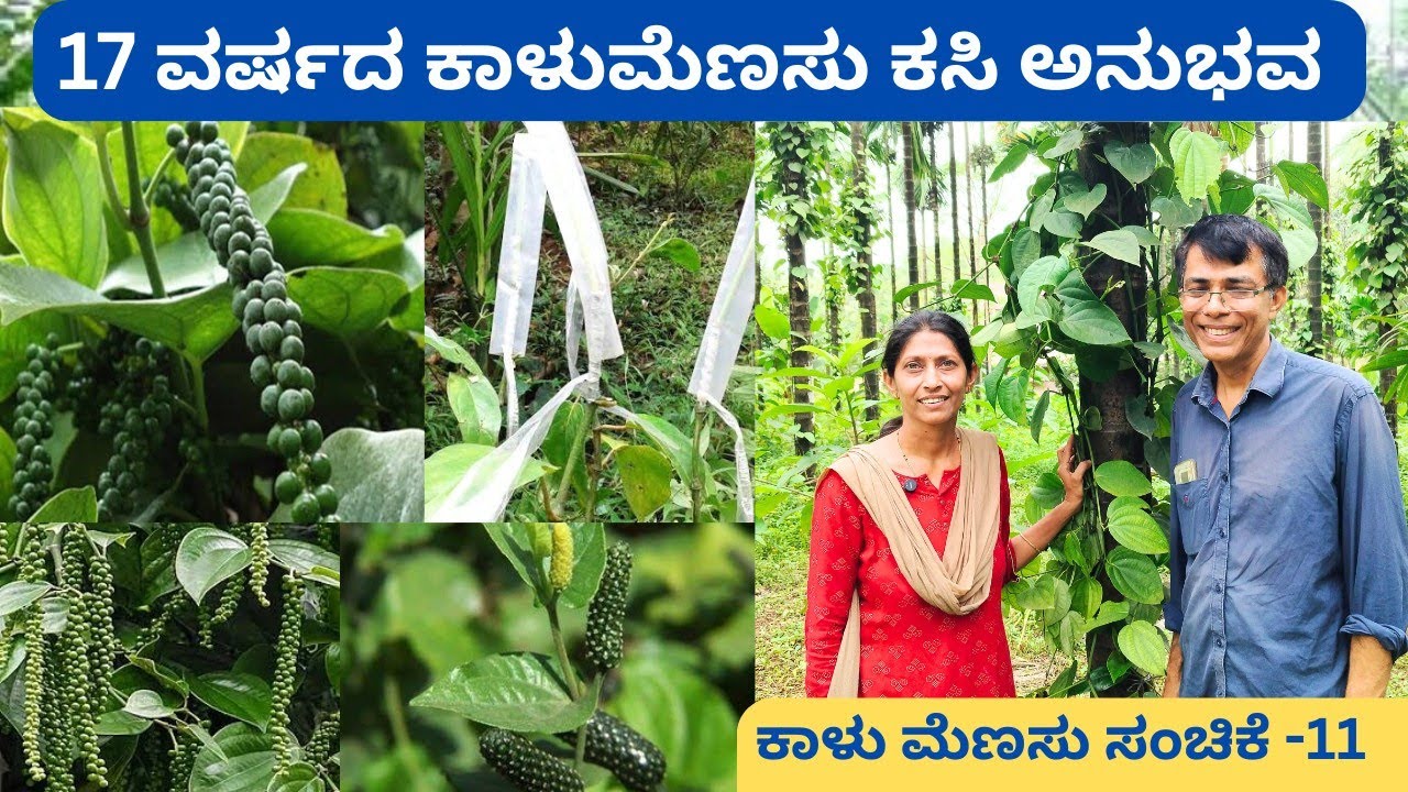 V ಉಲ್ಟಾ ಕಸಿ ರೋಗ ನಿಯಂತ್ರಣಕ್ಕೆ ಸಹಕಾರಿ ವಿಧಾನ‼️ ಗೃಹಣಿ ಕೃಷಿಕೆಯರಿಗೆ ಪ್ರೇರಣೆ👌👌 ಪುತ್ತೂರು📍 ಸುಜಾತ ರಮೇಶ್ ಭಟ್  