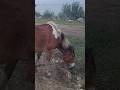 Brown horse 🐴 with unusual black and white mane / Бурая лошадка 🐎 с необычной чёрно-белой гривой