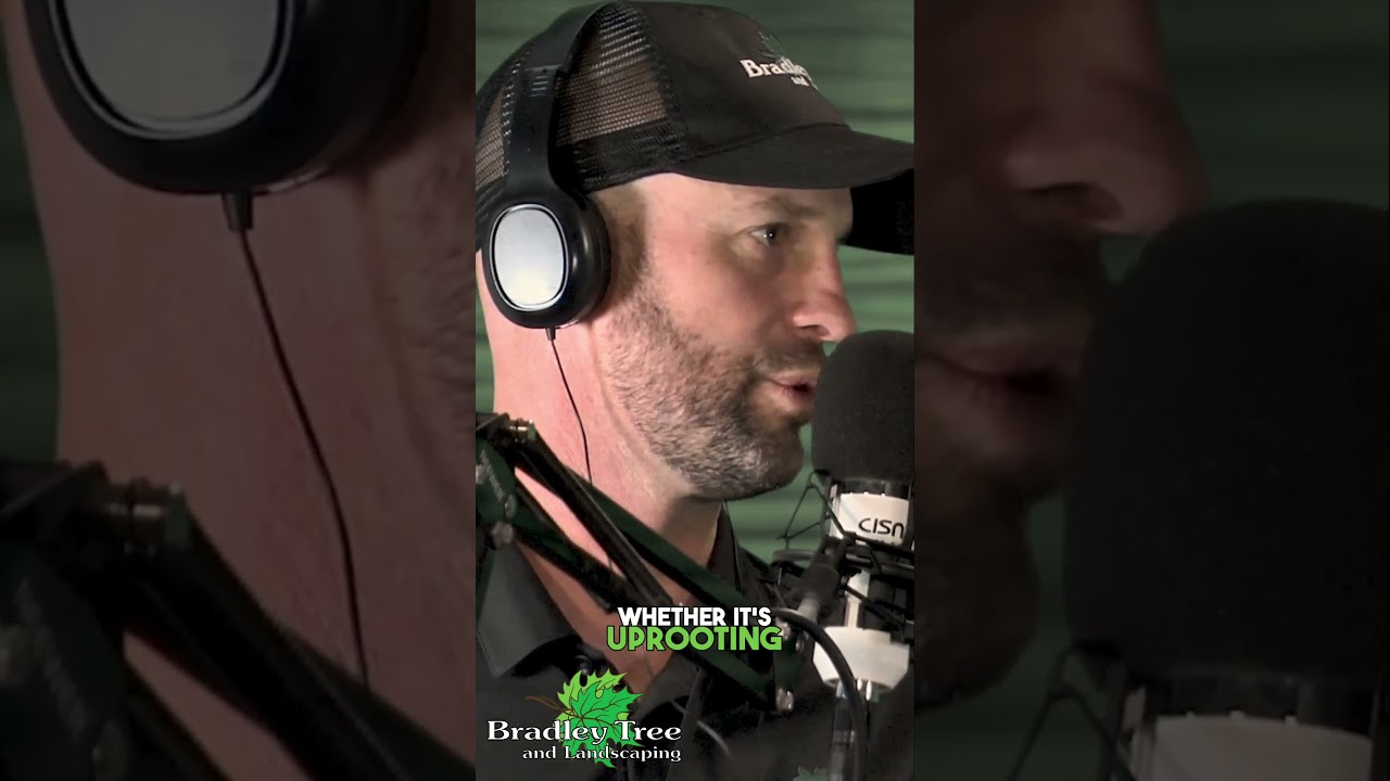 Preventing Tree Damage - How to Protect Your Old Trees from Strong Winds