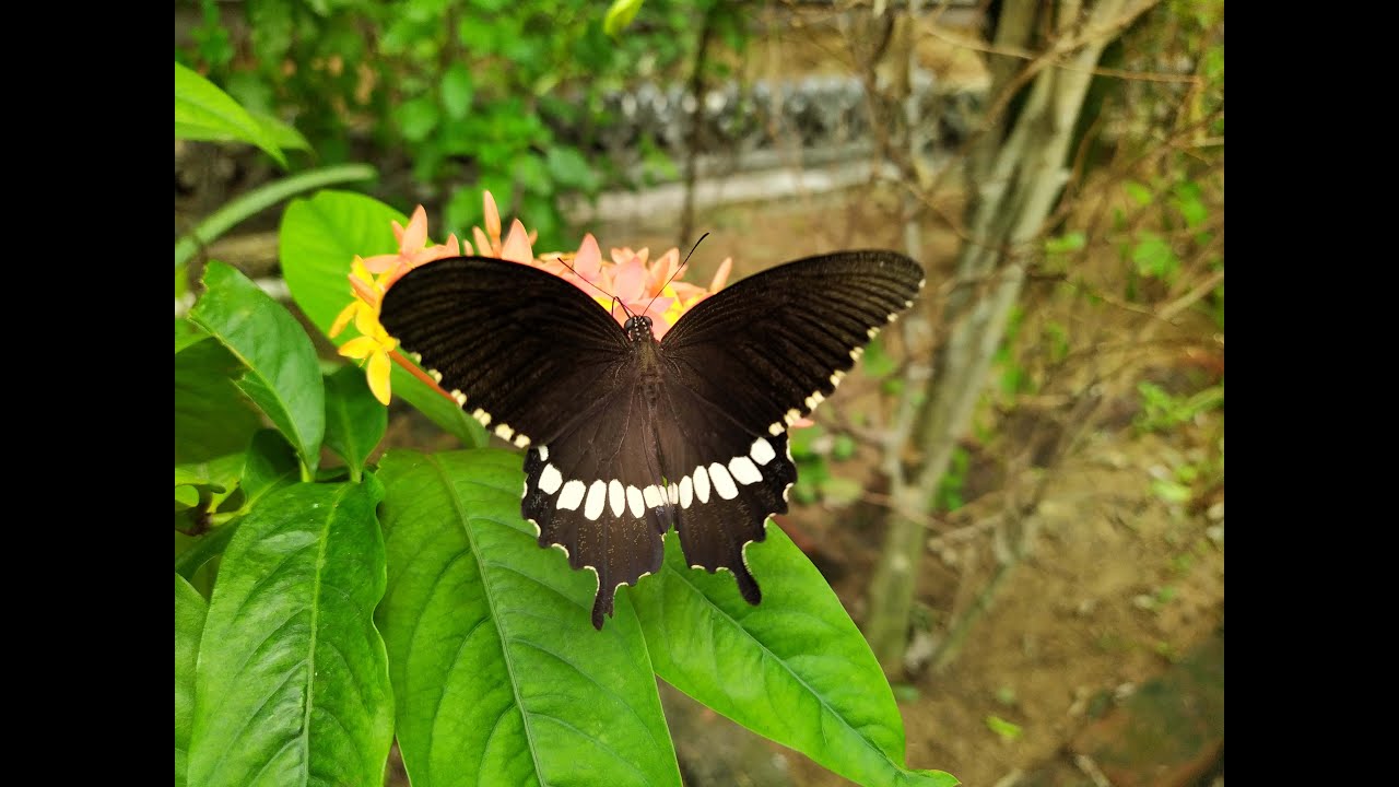 Indian Common Mormon(Papilio polytes)