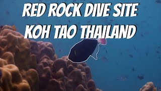 Pinktail triggerfish Koh Tao #pinktail #triggerfish #uwvideo