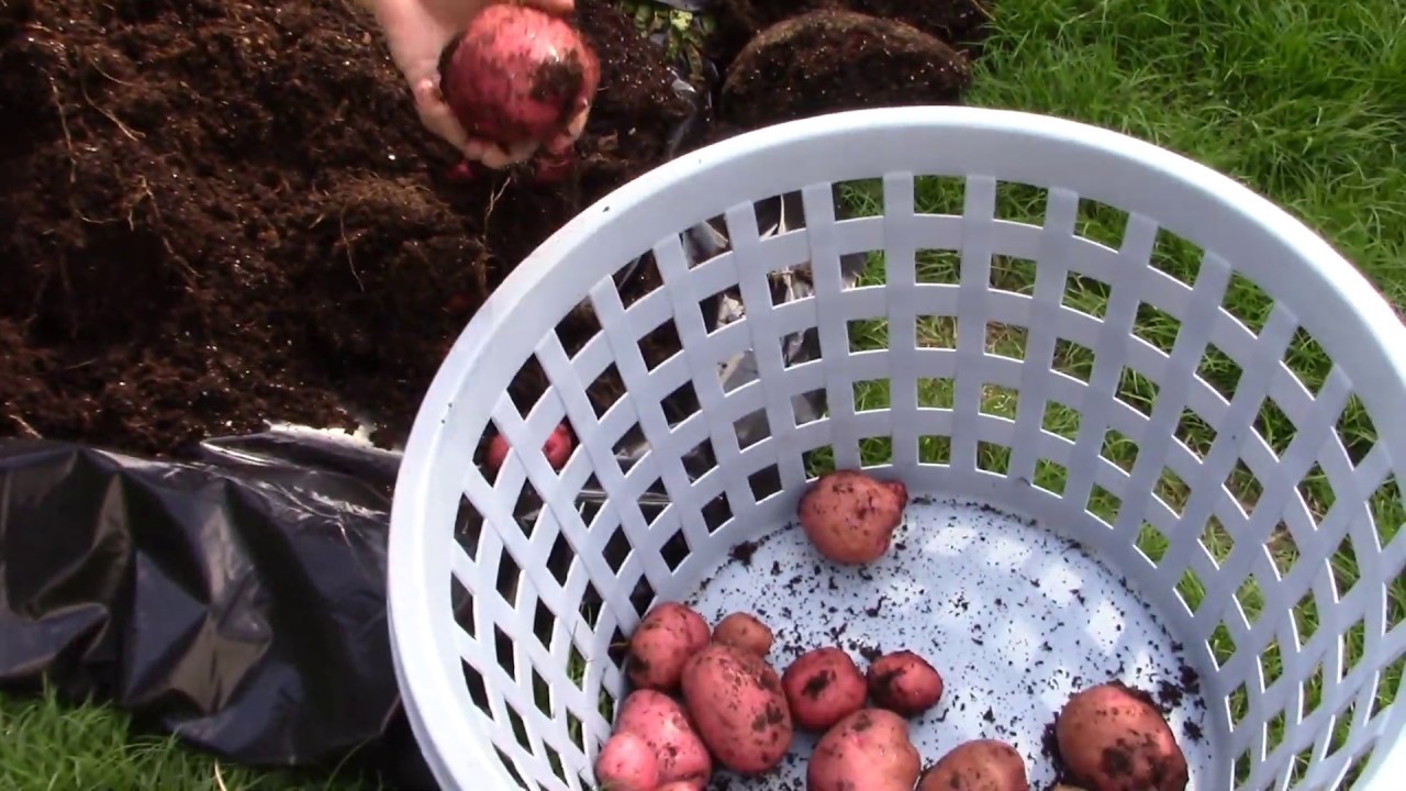 Planting Potatoes in a Laundry Basket: A Beginner’s Guide - PlantHD