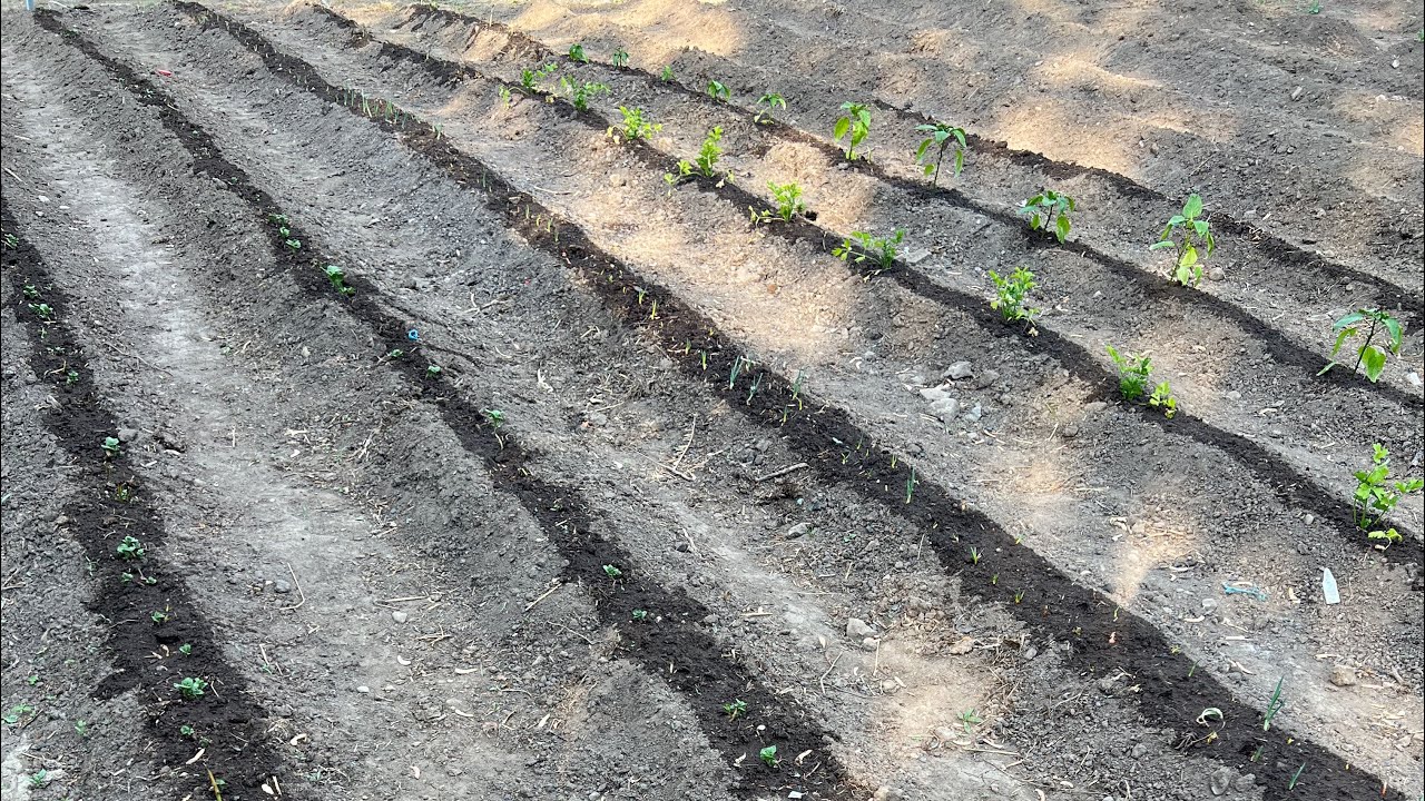 How To Fertilize Your Garden With Manure YouTube