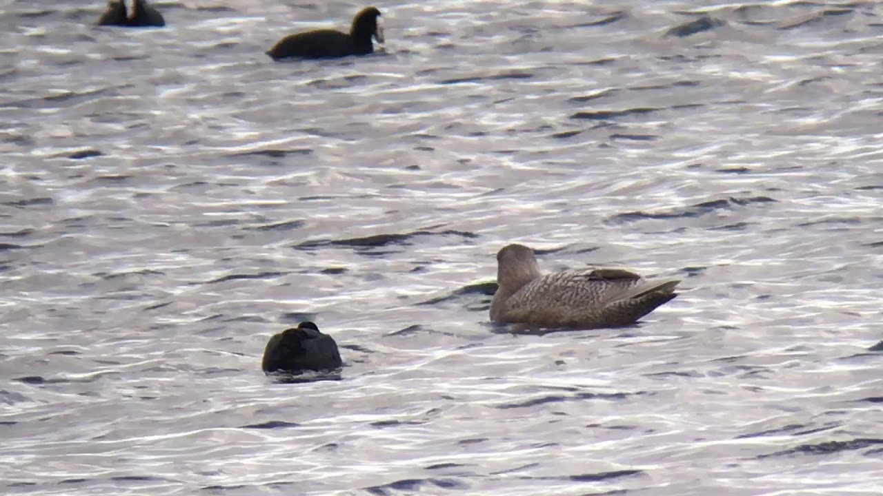 Glaucous Gull Top Hill Low Nature Reserve by Richard Baines 