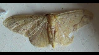 Geometer Moth