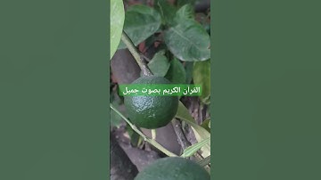 القرآن الكريم بصوت جميل #قرآن #اكسبلور #تيك_توك #اكسبلورر #لايك #اكسبلورفولو #romanticmusic #ترند