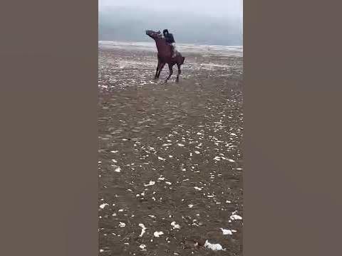 аргамак - YouTube