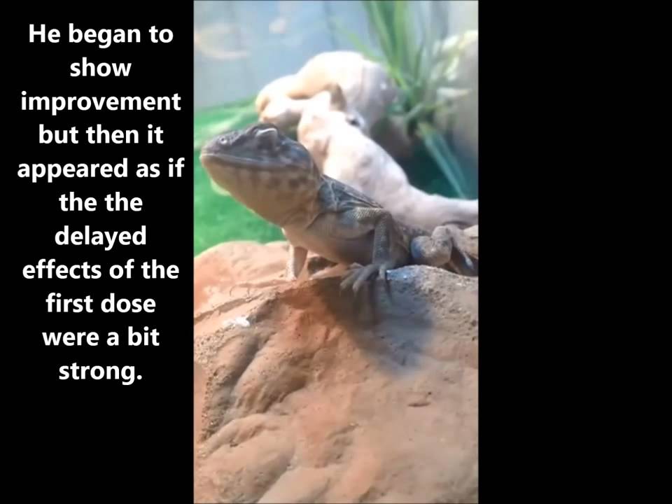 Amazing Recovery! Medical Rehab of Juvenile Collared Lizard Wichita