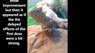 Amazing Recovery! Medical Rehab of Juvenile Collared Lizard - Wichita Falls Reptile Rescue
