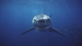 Download Lagu Sydney shark attack sparks renewed demands for culling Download Lagu Sydney shark attack sparks renewed demands for culling