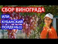 СОБИРАЕМ ВИНОГРАД И ДЕЛАЕМ СОК БЕЗ САХАРА!