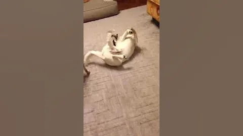 Puppies Playing