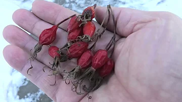 Сею шиповник семенами