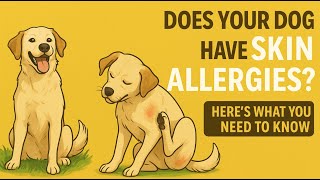 Reasons For Dog Skin Allergies, Precautions, And Veterinary Treatment Recommendations